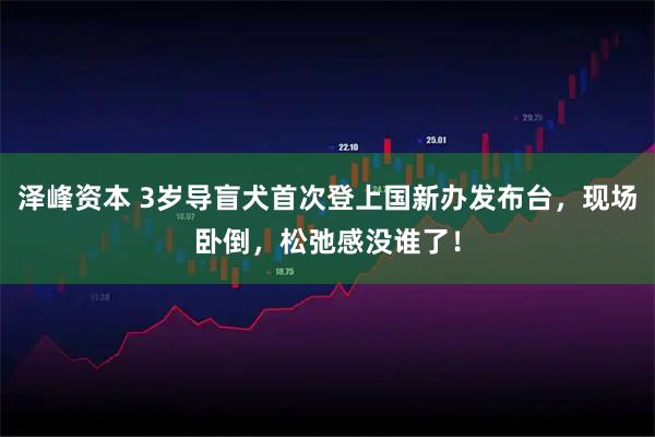 泽峰资本 3岁导盲犬首次登上国新办发布台，现场卧倒，松弛感没谁了！